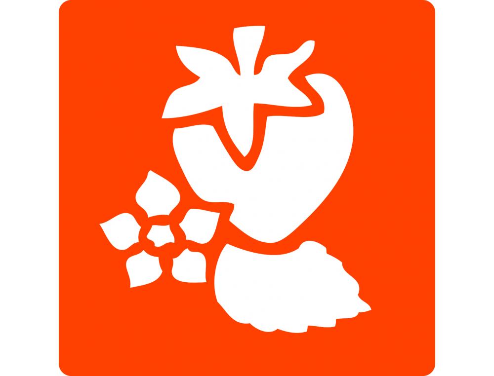 POCHOIRS GRAINE CREATIVE A DESSINER FRUITS PLASTIQUES LAVABLES 6 UNITES ASSORTIS